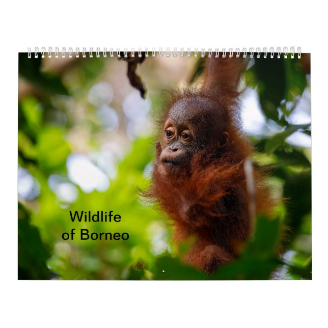 Calendario Vida silvestre de Borneo (Tapa)
