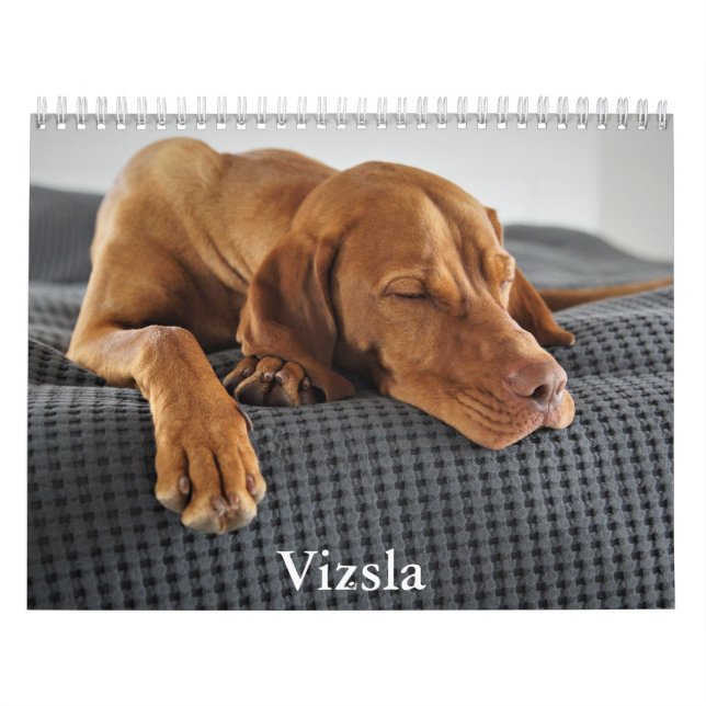 Calendario Vizsla Calendar (Tapa)