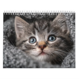 Calendario Warm Aesthetic Animal | Cozy Cat Photography Wall