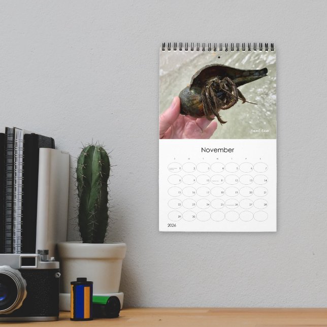 Calendario Wild Florida Marine Snails Hermit Crabs Custom (Subido por el creador)