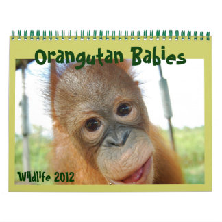 Calendario Wildlife Orangutan Babies