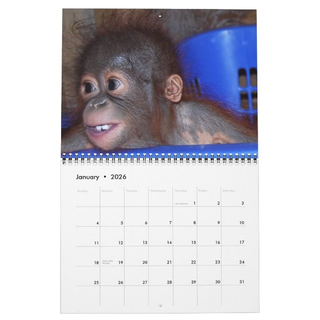 Calendario Wildlife Orangutan Babies (Jan 2026)