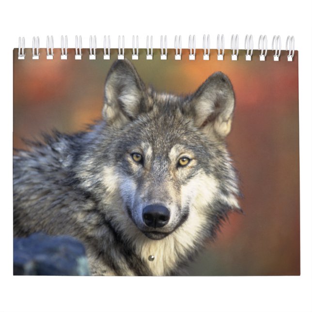 Calendario Wolf Wolves en la fotografía de la naturaleza (Tapa)