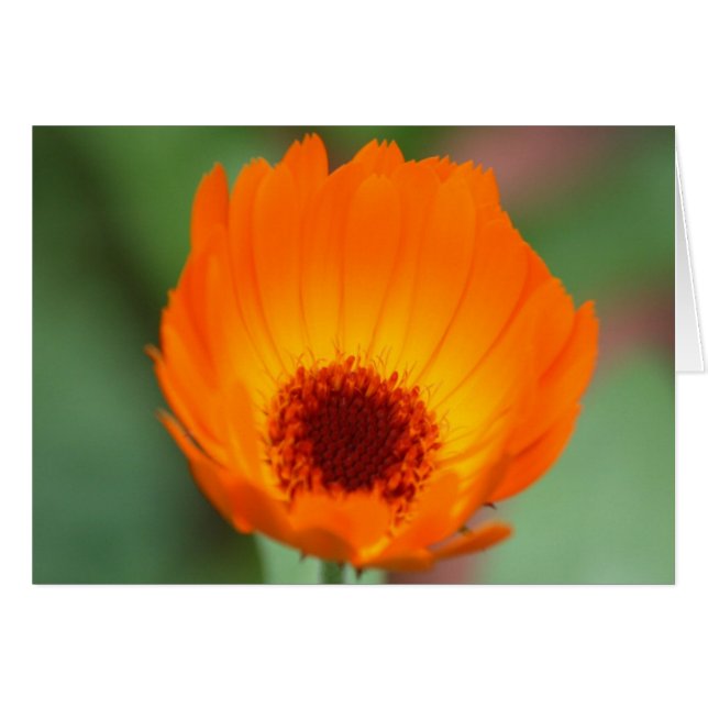 Calendula (Anverso (Horizontal))
