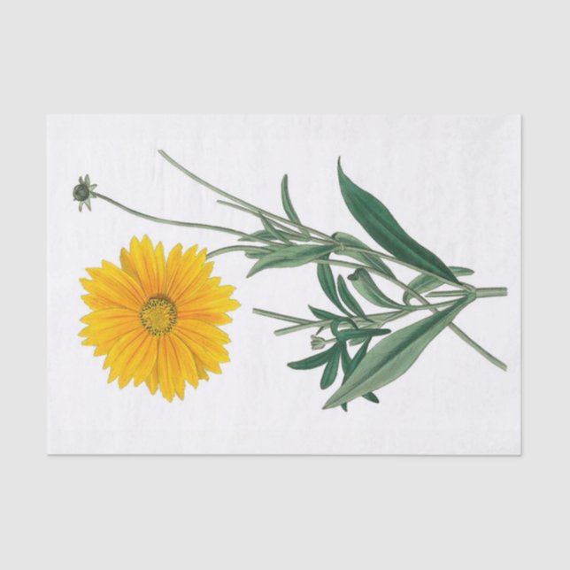 Calendula amarillo 10" floral X 15" papel seda (Anverso)