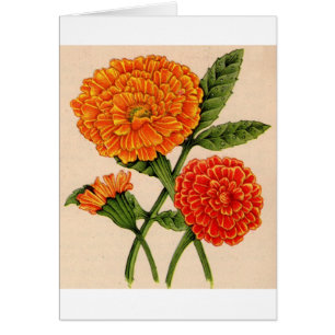 caléndulas en naranja