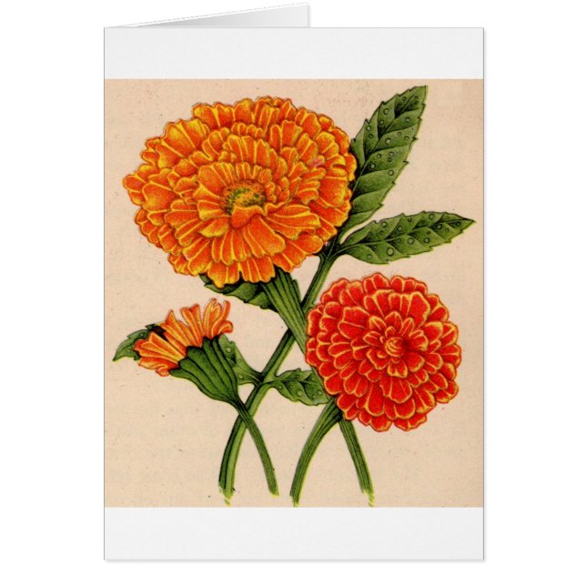 caléndulas en naranja (Frente)