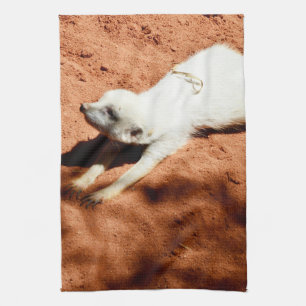 Calentamiento De Meerkat Blanco, Toalla De Plato