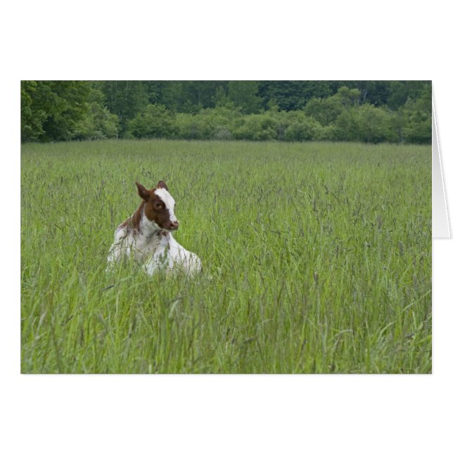 Calf (Anverso (Horizontal))