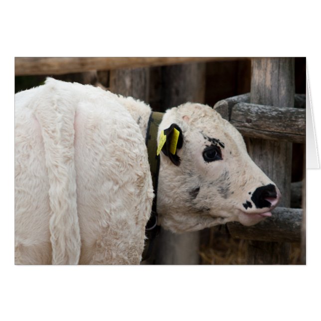 Calf Pustertal Pied (Anverso (Horizontal))