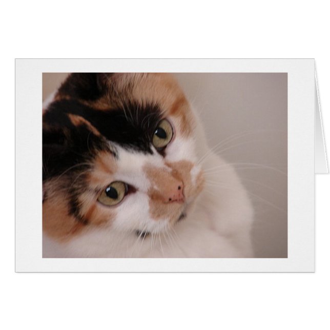 Calico Beauty (Anverso (Horizontal))