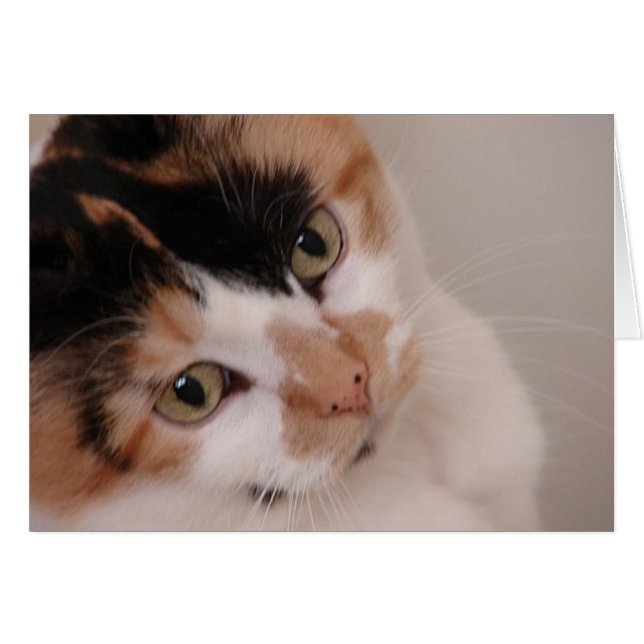 Calico Beauty Cat (Anverso (Horizontal))