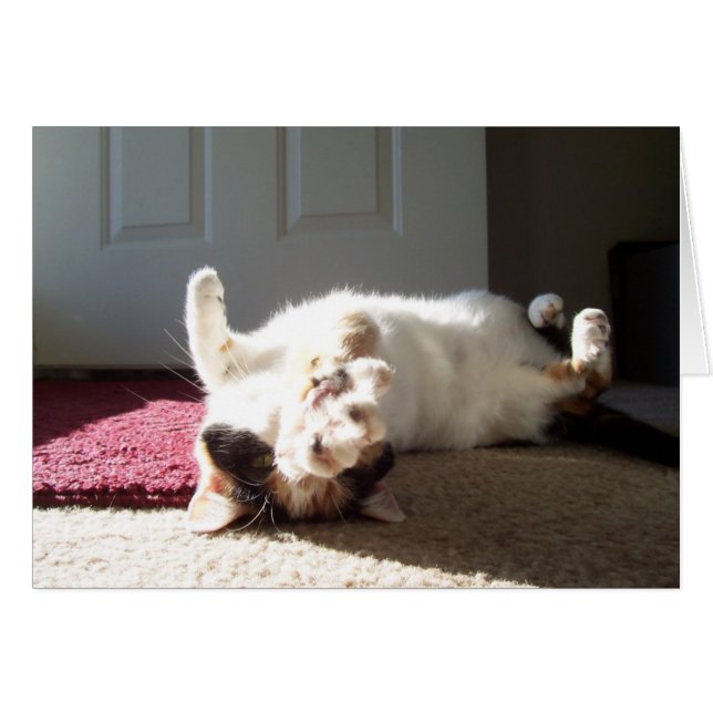 Calico cat (Anverso (Horizontal))