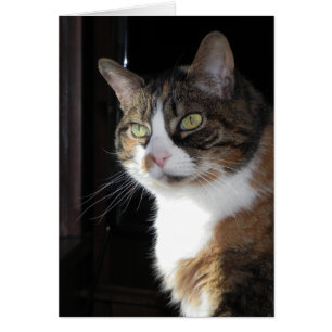 Calico Cat