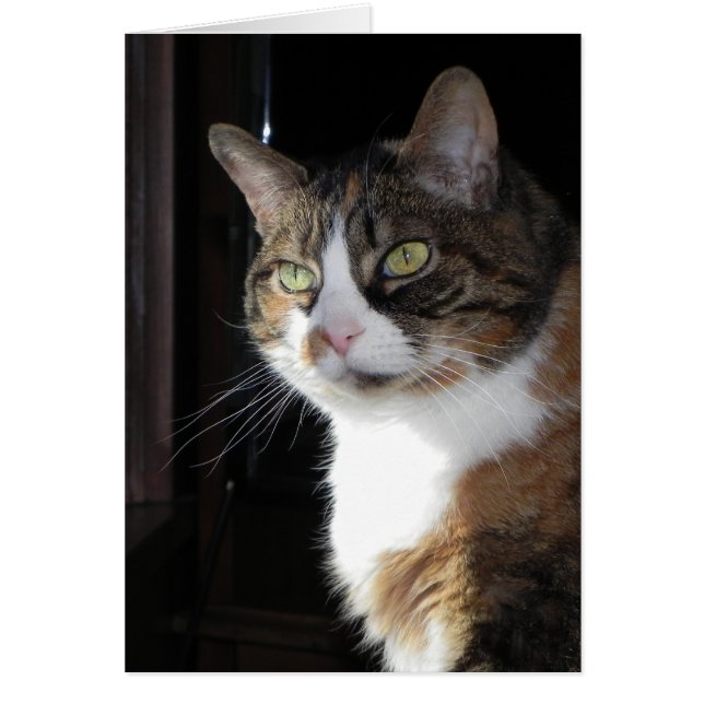 Calico Cat (Frente)