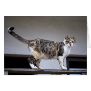 Calico Cat en el balcón