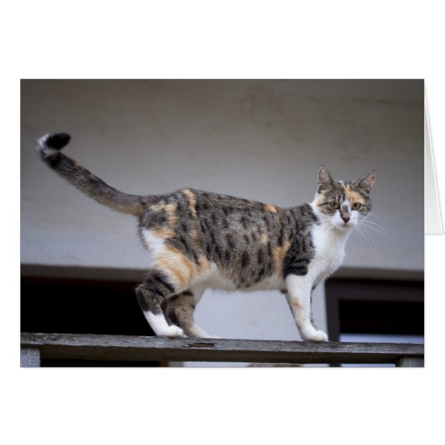 Calico Cat en el balcón (Anverso (Horizontal))