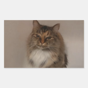 Calico Cat Pegatinas