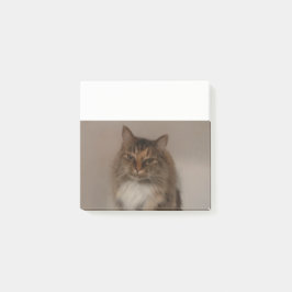 Calico Cat Post lo nota