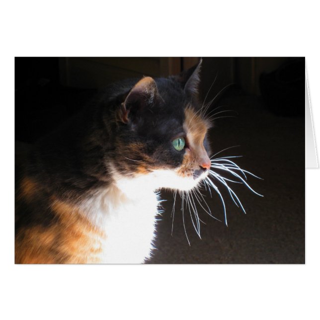 Calico Cat Whiskers (Anverso (Horizontal))