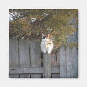 Calico en el imán de la valla de jardín