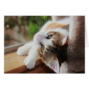 Calicó en el Windowsill, notas preciosas del