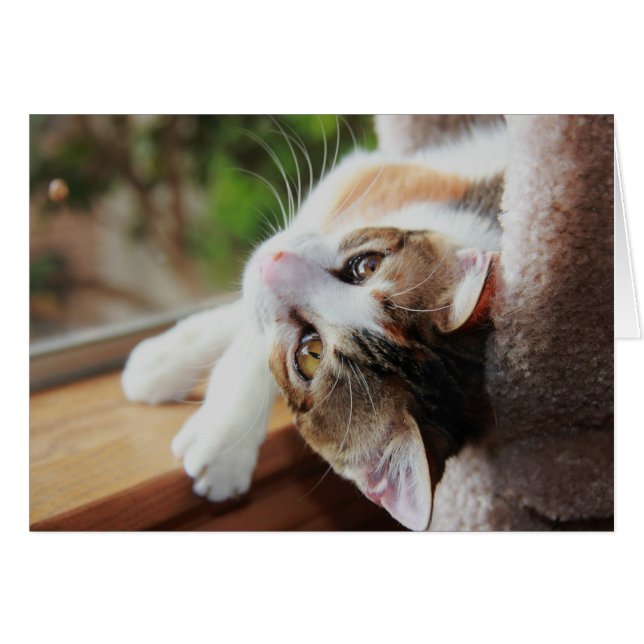 Calico en el Windowsill, preciosas notas de gatito (Anverso (Horizontal))