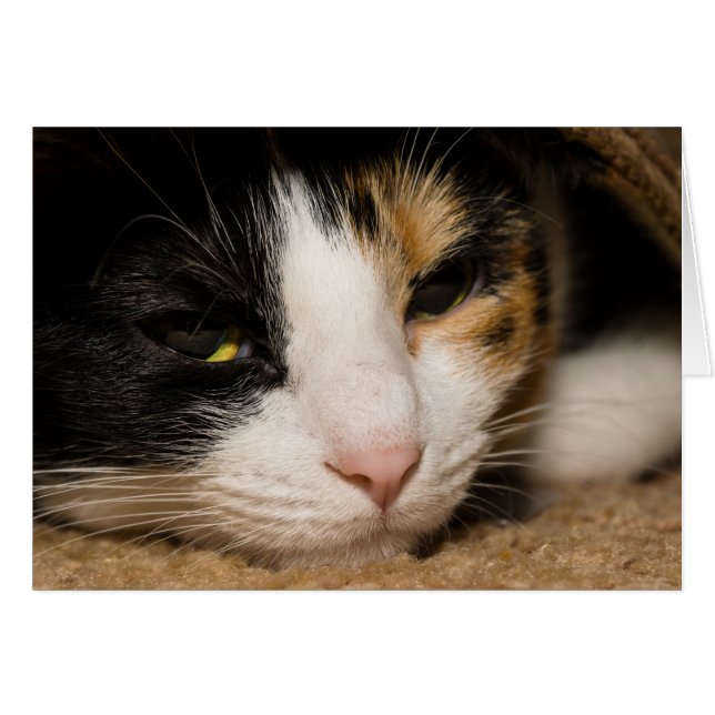 Calico Face (Anverso (Horizontal))
