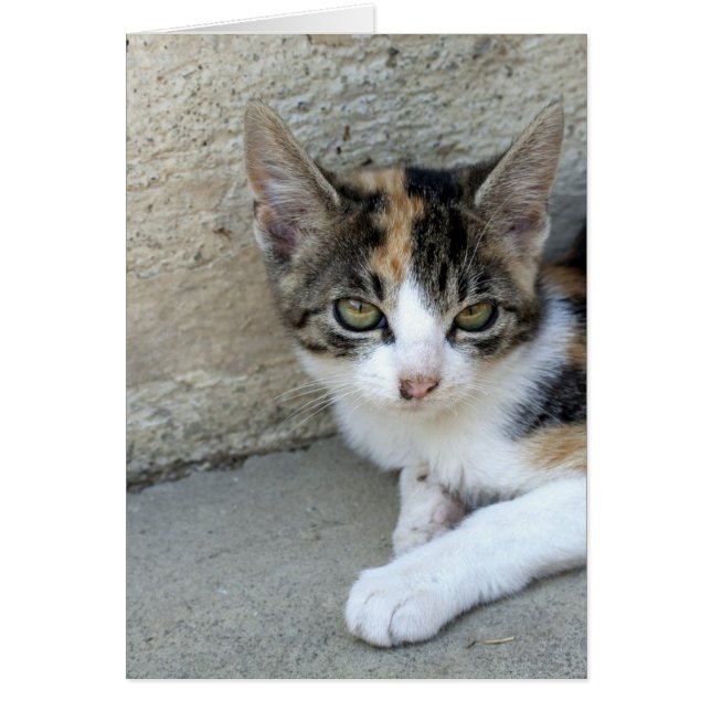 Calico Kitten (Frente)