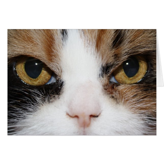 Calico Kitty (Anverso (Horizontal))