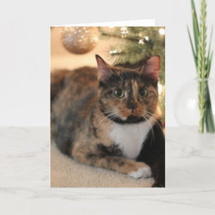 Calico Kitty bajo el árbol de Navidad