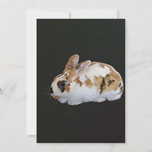 Calico Rabbit