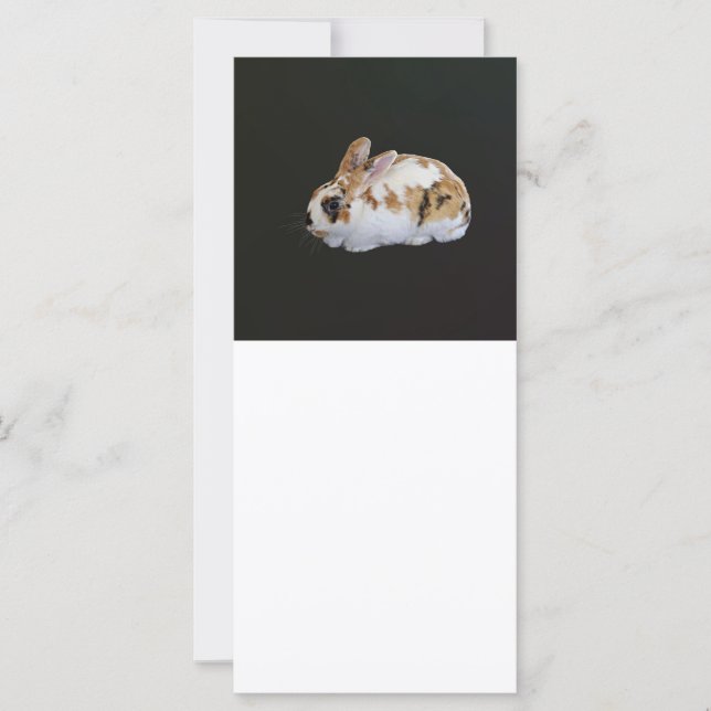 Calico Rabbit (Anverso)