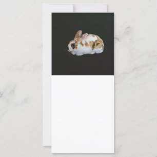 Calico Rabbit