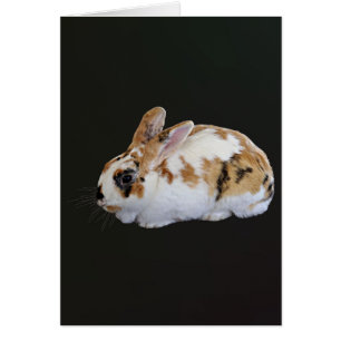 Calico Rabbit