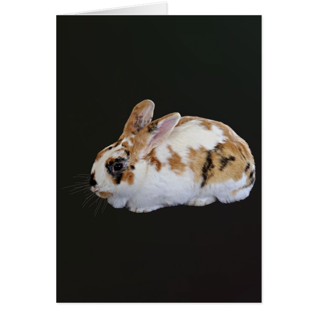Calico Rabbit (Frente)