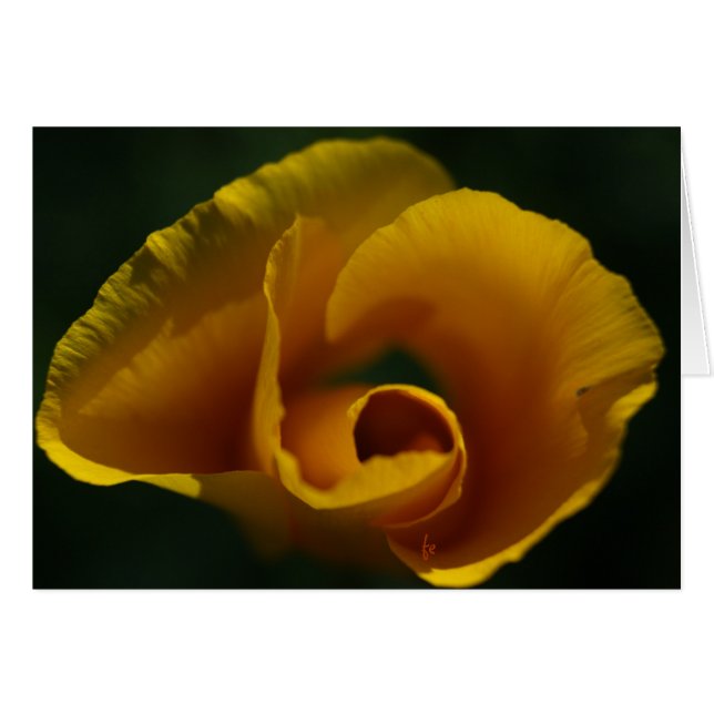 Califonia amapola (Anverso (Horizontal))