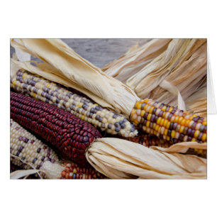 California. Cosecha de otoño de maíz indio colori