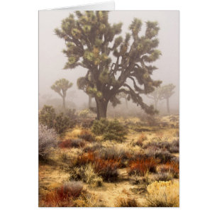 California: Monumento Nacional Joshua Tree,