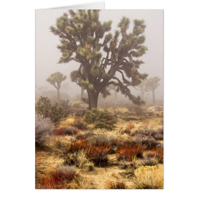 California: Monumento Nacional Joshua Tree, (Frente)