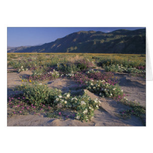 California, Parque Estatal Desierto Anza-Borrego,
