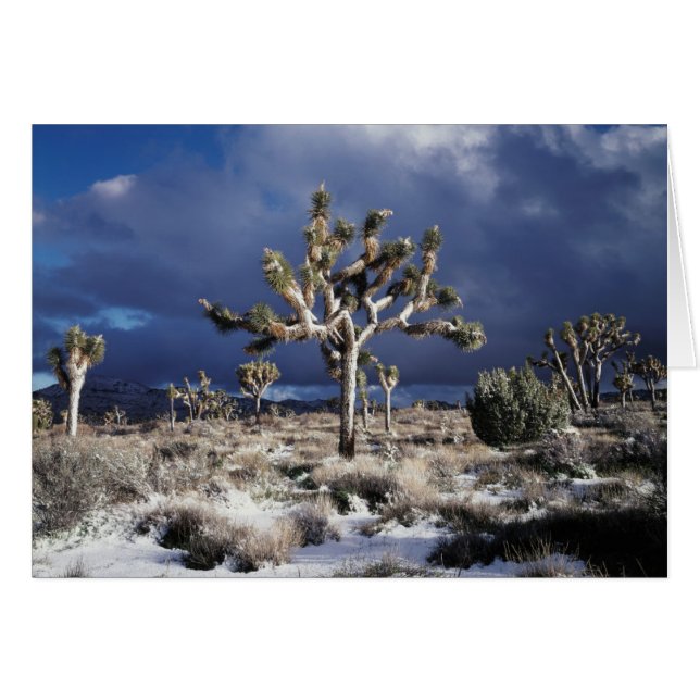 California, Parque Nacional Joshua Tree (Anverso (Horizontal))