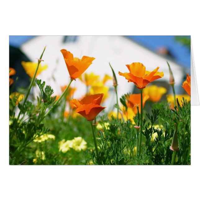 California Poppies (Anverso (Horizontal))