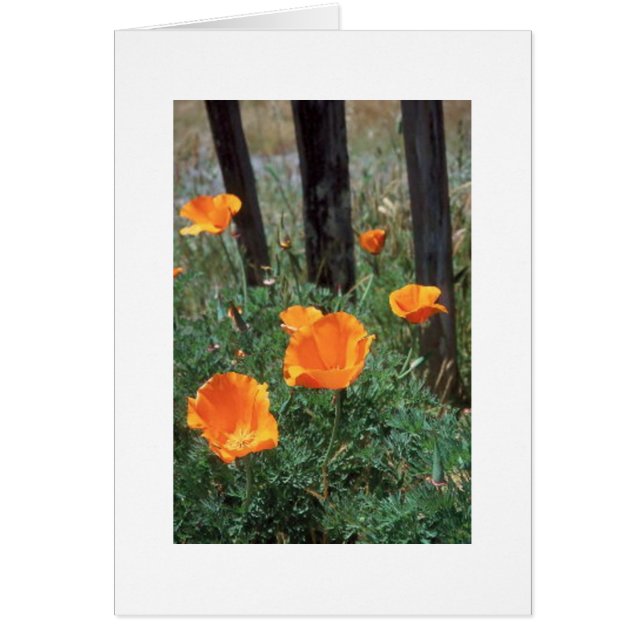 California Poppies (Frente)