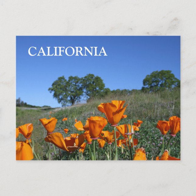 California Poppy, postal (Anverso)