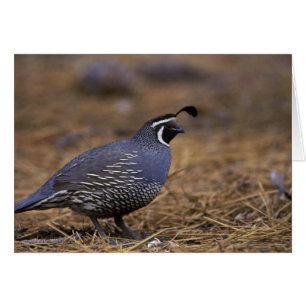 California Quail