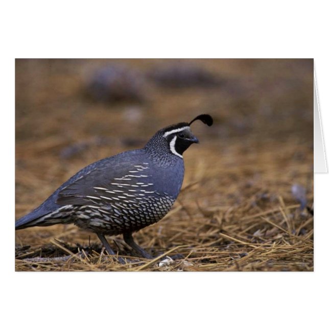 California Quail (Anverso (Horizontal))