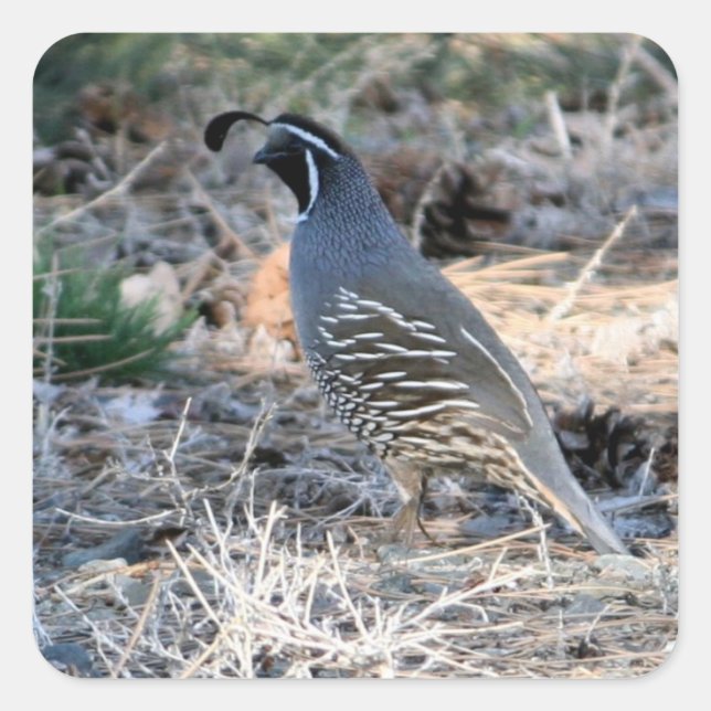 California Quail - Pegatina cuadrado (Anverso)