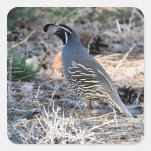 California Quail - Pegatina cuadrado
