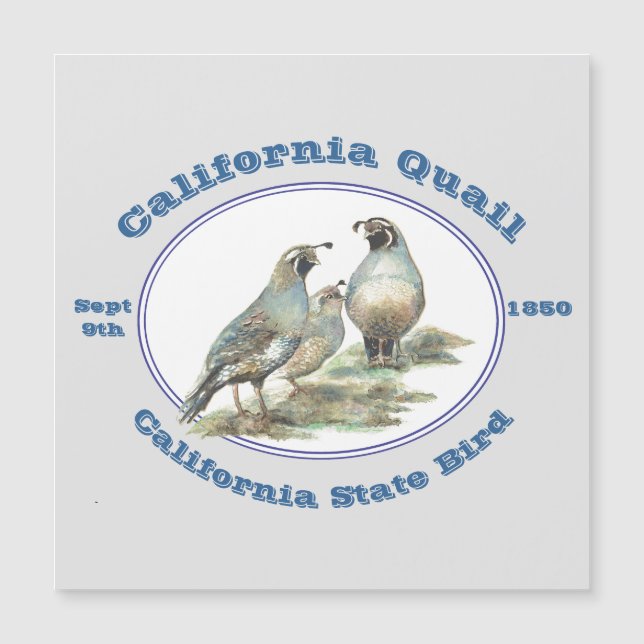California Quail State Bird Watercolor (Anverso)